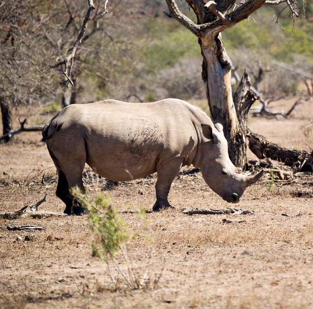   у Південній Африці заповідник дикої природи і носоріг - Фото, зображення