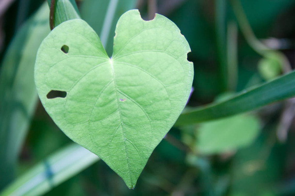 Folha em forma de coração verde pálido
 - Foto, Imagem