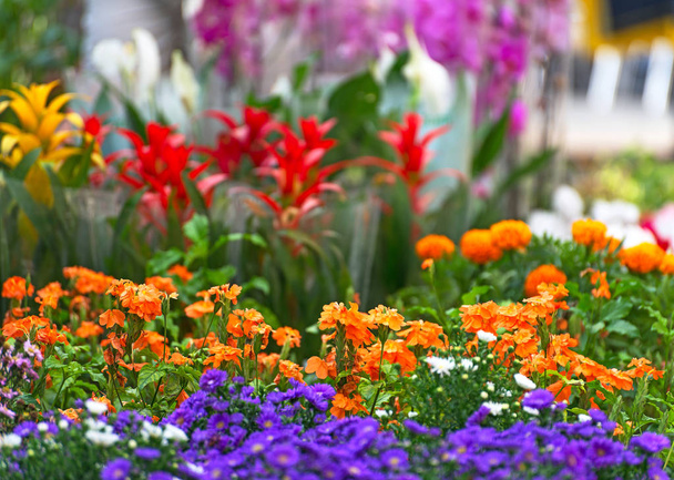 Mercado de flores con variedad de flores
. - Foto, Imagen