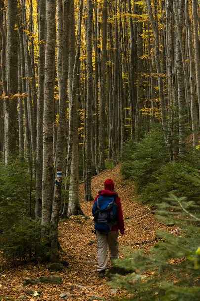 Autumn trail image - Foto, immagini
