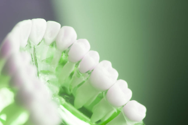 Dentes dentários modelo odontológico
 - Foto, Imagem