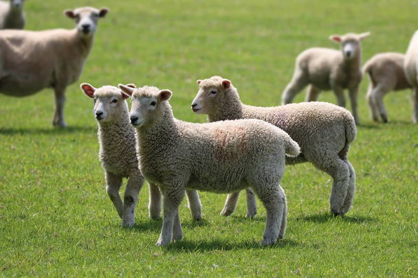 Sheep with lambs in a field - Photo, Image