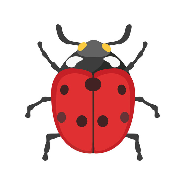 Illustration vectorielle isolée plate de coccinelle d'insecte
. - Vecteur, image