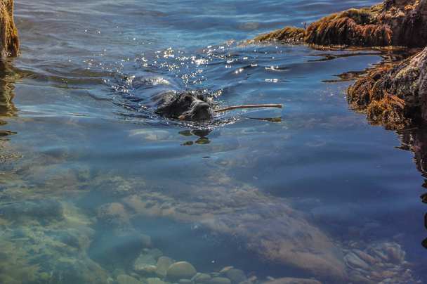 dog swimming in the sea with a stick on a sunny day - Fotoğraf, Görsel