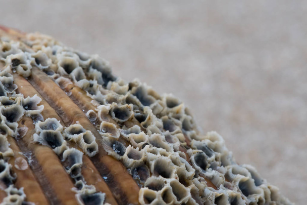 Korrels van zand en zeepokken op Shell close-up - Foto, afbeelding