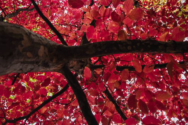 カラフルな秋の木々 がビンテージ フィルムで撮影します。 - 写真・画像