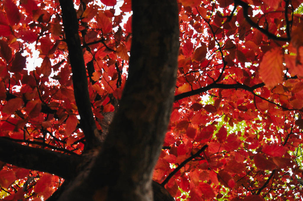 barevné podzimní stromy střílel na vinobraní filmu - Fotografie, Obrázek