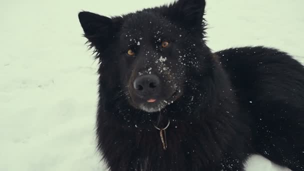 Koira leikkii lumessa. Talvi
. - Materiaali, video