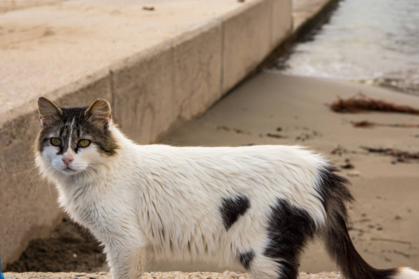 Gato salvaje con manchas blancas y negras posando boca en la orilla del mar, Mediterráneo, España
 - Foto, Imagen