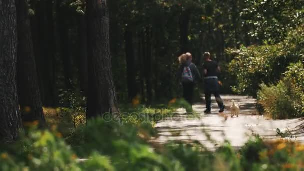 Fleurs sauvages devant une route asphaltée en forêt. Couple marchant par avec un do
 - Séquence, vidéo
