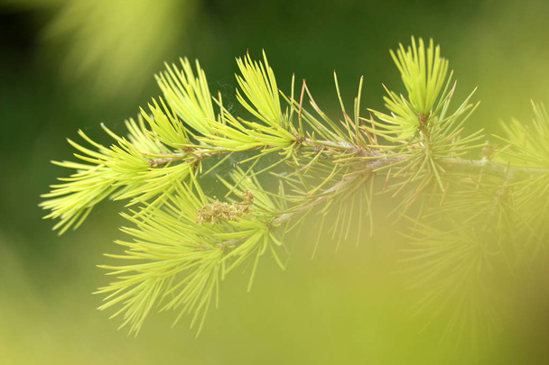Plan rapproché de Texture Pine Tree
  - Photo, image