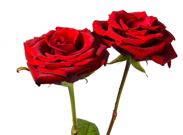 Rode roos bloem hoofd. Bloemblaadjes Borderisolated op witte achtergrond knipsel - Foto, afbeelding
