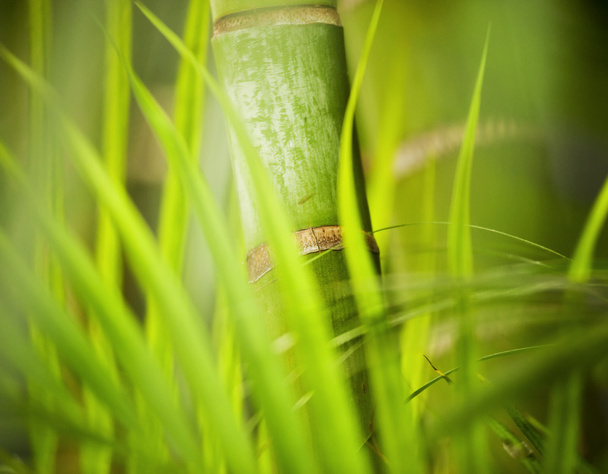 Planta verde close-up
 - Foto, Imagem