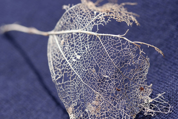 Dettaglio foglie asciutte texture
   - Foto, immagini