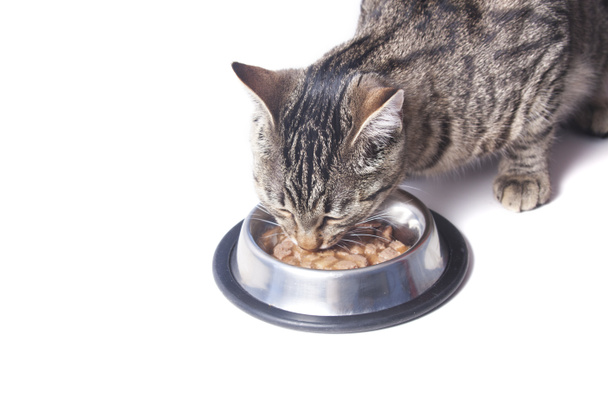 茶碗から食べるタビー猫 - 写真・画像