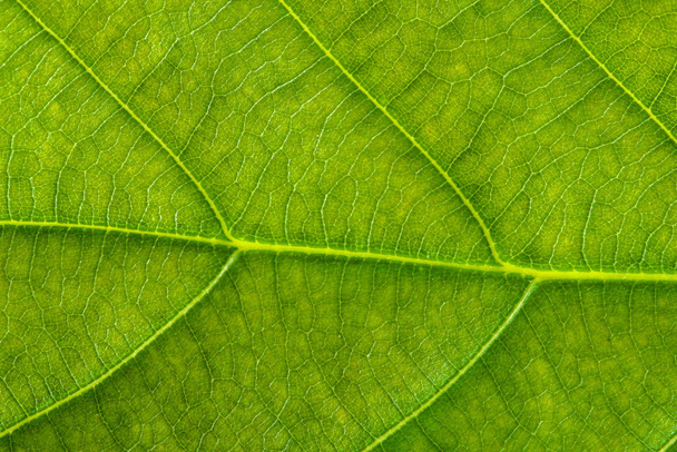 Fresh green leaf texture macro background - Fotó, kép
