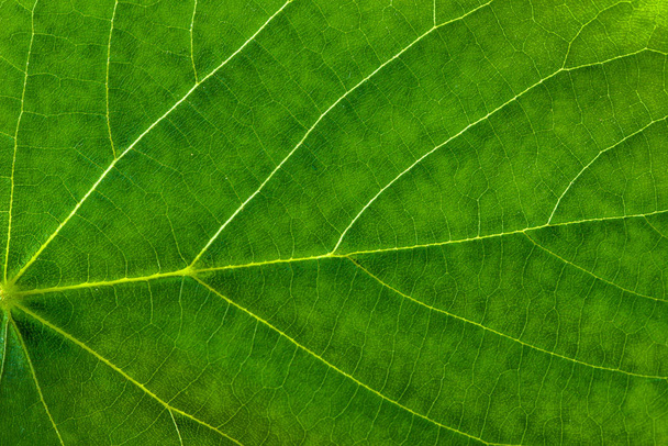 Fresh green leaf texture, leaf macro background - Zdjęcie, obraz