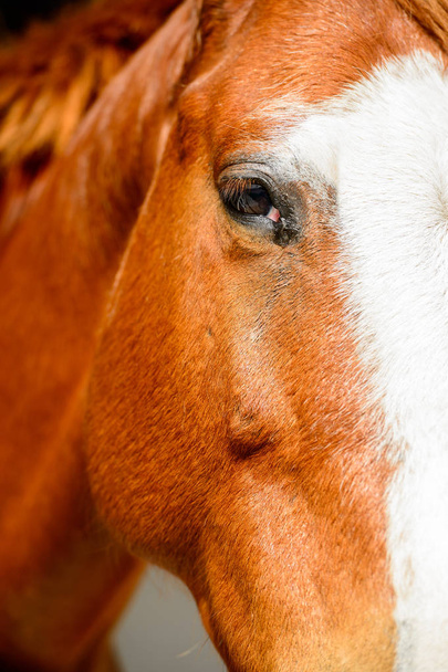 Кінь headshot
 - Фото, зображення