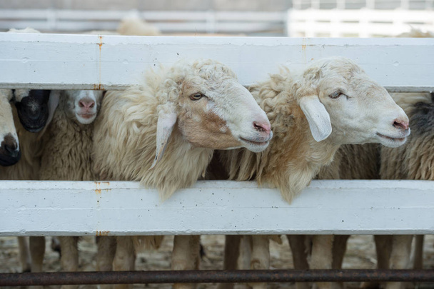 Mignon mouton dans la ferme - Photo, image