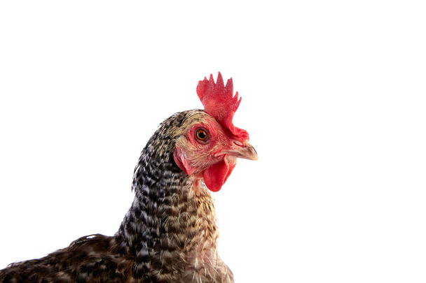 Coucou Cou Marans hen from France - Fotografie, Obrázek
