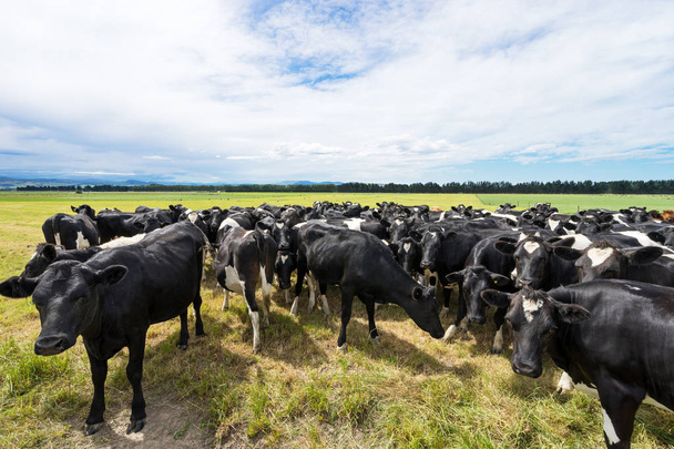 yeşil mera üzerinde ineklerin kalabalık  - Fotoğraf, Görsel