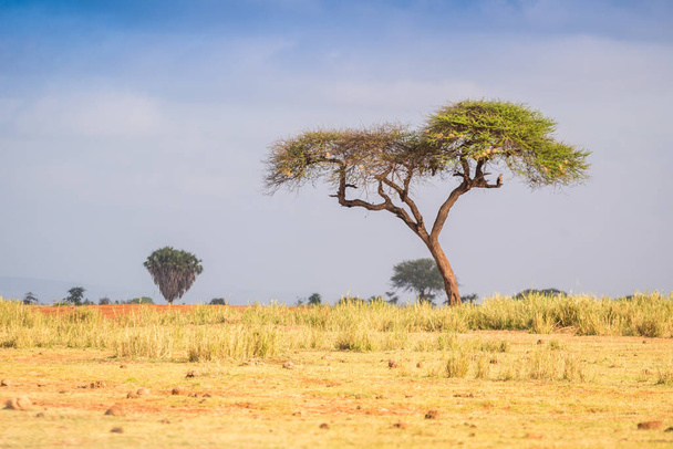 Árboles de acacia en la sabana, África Oriental
 - Foto, Imagen