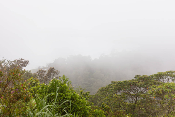 Heavy fog in evergreen jungle forest after rain. Natural misty background. Bali, Indonesia. - Фото, зображення