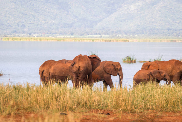 Elefántok, alatt Jipe-tó, Kenya - Fotó, kép