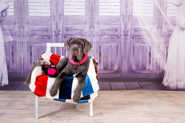 Cachorro napolitana mastino acostado en el sofá. Manipuladores de perros entrenando perros desde la infancia
. - Foto, imagen