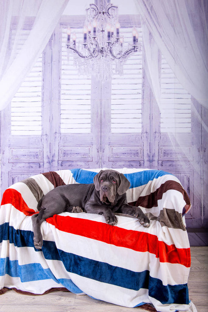 Cachorro napolitana mastino acostado en el sofá. Manipuladores de perros entrenando perros desde la infancia
. - Foto, imagen