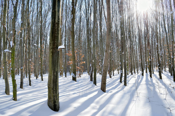 Promienie słońca przez drzewa w lesie zimą. - Zdjęcie, obraz