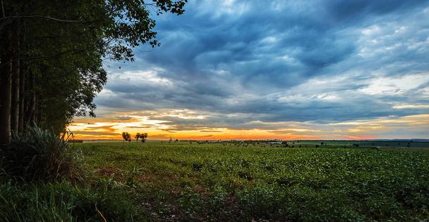 Zachód Słońca Krajobraz na farmie z plantacji soi - Zdjęcie, obraz
