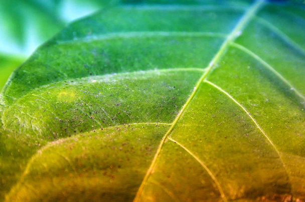 close up image of green leaf  - Fotoğraf, Görsel