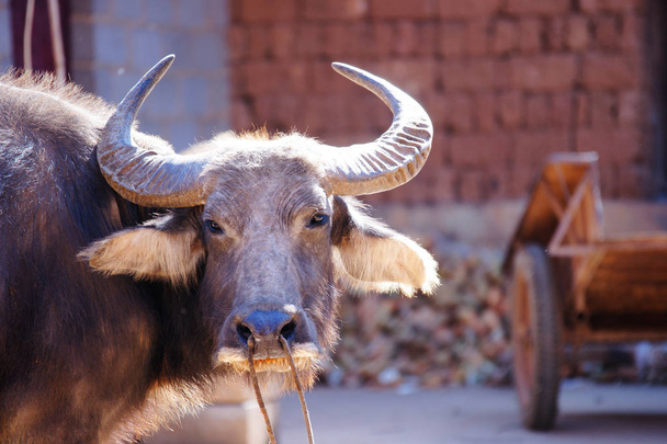 Hoofd van een bruin water buffalo staan op een boerderij in de middag. - Foto, afbeelding