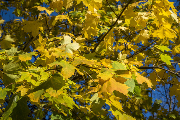 Autumn yellow maple leafs - Photo, Image
