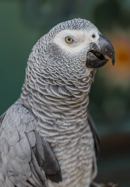 Gray parrot macaw. - Foto, imagen