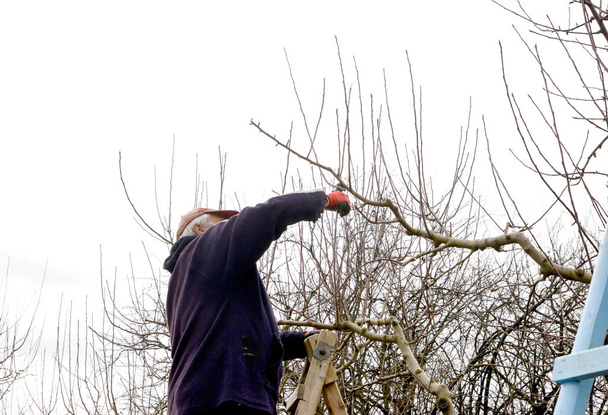 pruning apple orchard in winter - Photo, Image
