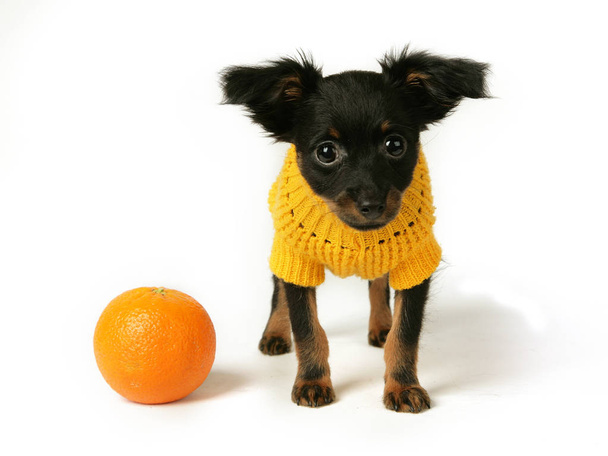 Malé roztomilé hnědé ruský toy pes nosí šaty sedí na bílém pozadí. - Fotografie, Obrázek