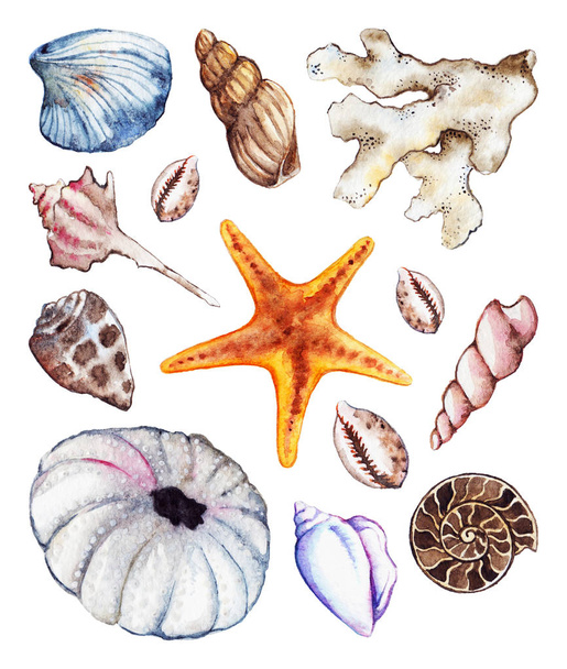 Akvarell tengeri óceán seashell korall ammonit urchin készlet - Fotó, kép