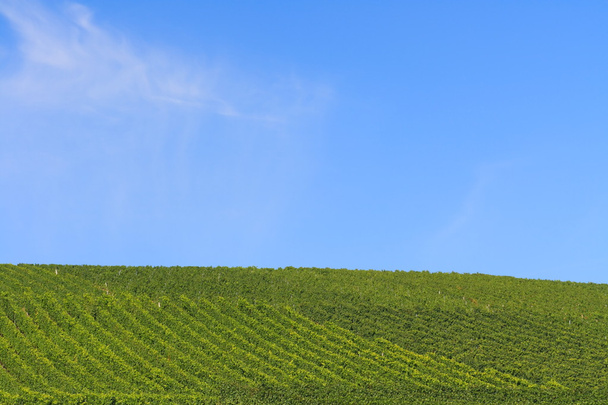 wijngaarden - Foto, afbeelding