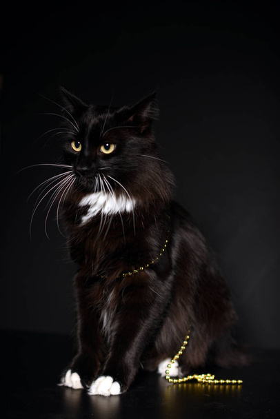 sehr schöne schwarze Katze mit weißen Pfoten und weißem Hals. - Foto, Bild