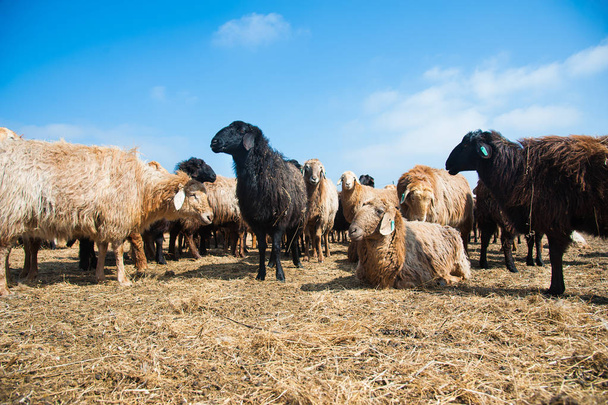 Sheep on a farm - Fotoğraf, Görsel