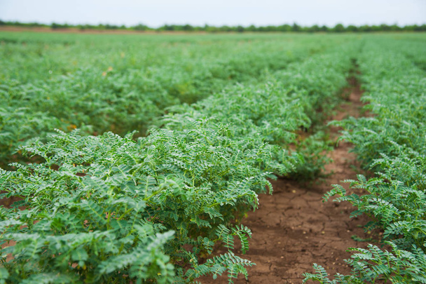 Chickpea crop field - Photo, Image