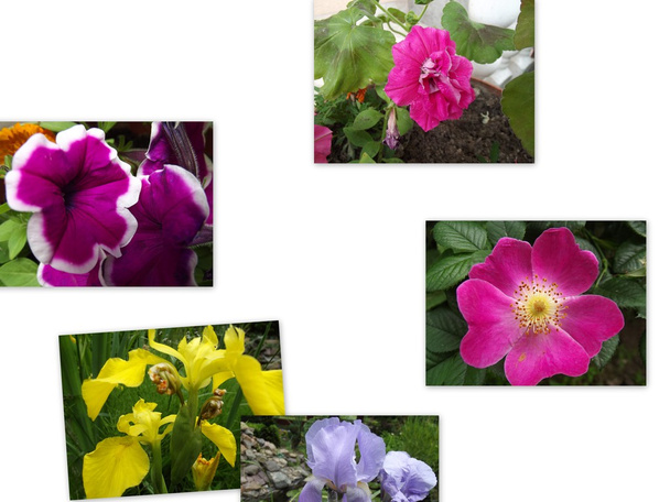Flowers - Photo, Image