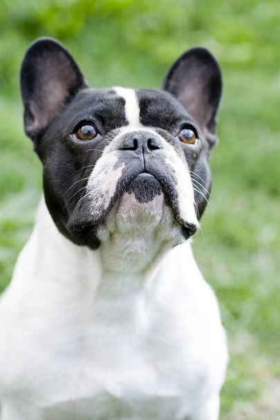 french bulldog face - Foto, afbeelding