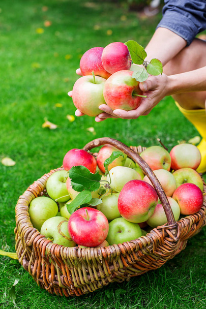 Mani della donna che tengono le mele sopra cesto di vimini in giardino autunno
 - Foto, immagini
