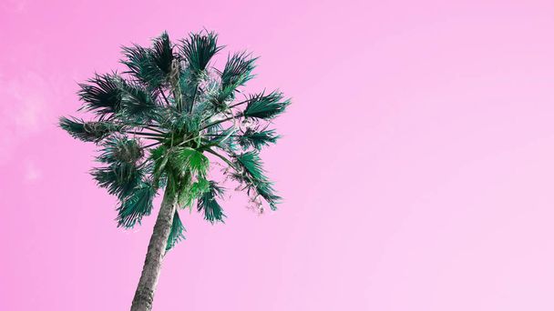 Yksi palmu vaaleanpunainen taivas tausta
 - Valokuva, kuva