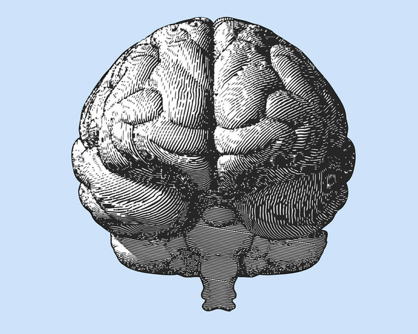 Grabado de la ilustración cerebral en la vista frontal en azul BG
 - Vector, Imagen