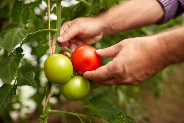 senior farmer picking tomatoes at farm greenhouse - Fotó, kép