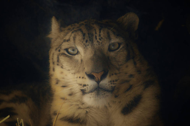A Snow Leopard - Photo, Image